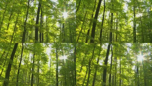 POV森林在阳光跟踪拍摄高清在线视频素材下载
