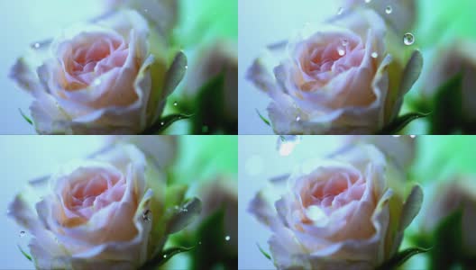 HD超级慢动作:水滴落在玫瑰上高清在线视频素材下载