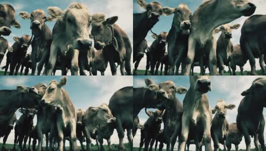 HD -疯牛和苍蝇高清在线视频素材下载