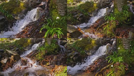 SLO MO雪花莲沿着小溪在森林高清在线视频素材下载