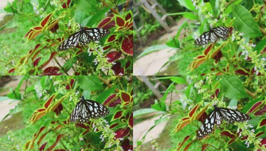 花园里的蝴蝶高清在线视频素材下载
