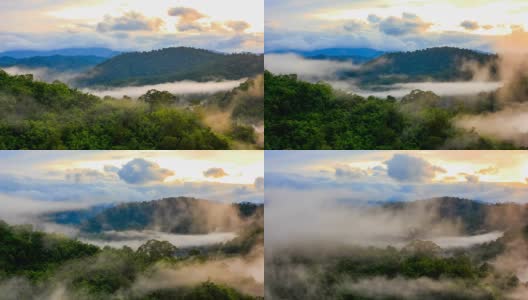 热带雨林迷雾重重高清在线视频素材下载