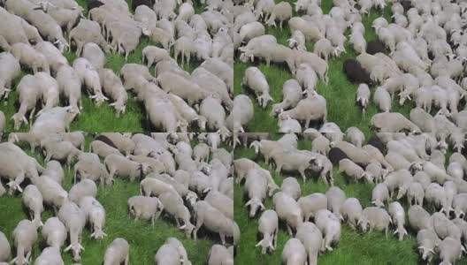 春季牧场牧羊群上升(4K/UHD)高清在线视频素材下载