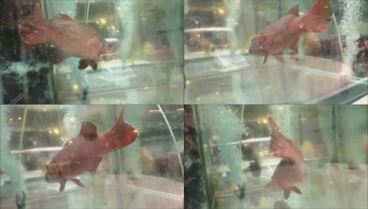水族馆中的红石斑鱼。高清在线视频素材下载