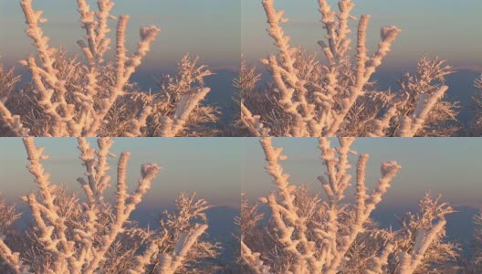 白雪覆盖的树高清在线视频素材下载