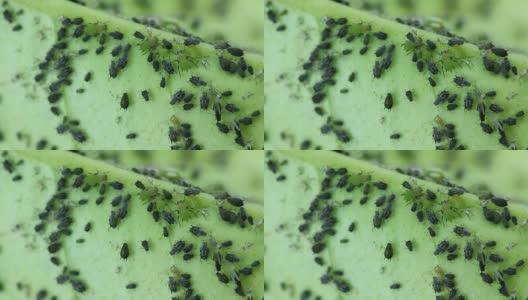 桔子树叶子底部的蚜虫。高清在线视频素材下载