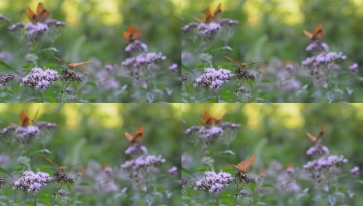 蝴蝶在花高清在线视频素材下载