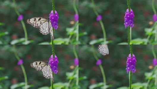花和蝴蝶的慢镜头高清在线视频素材下载