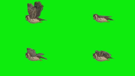 猫头鹰滑翔绿幕(可循环)高清在线视频素材下载