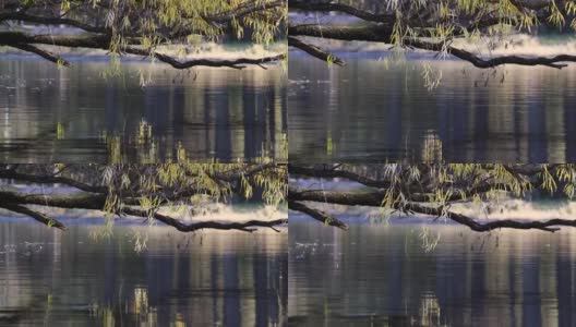 柳枝在微风中摇曳的湖面上，和平的晴天，4k实时镜头放大效果。高清在线视频素材下载
