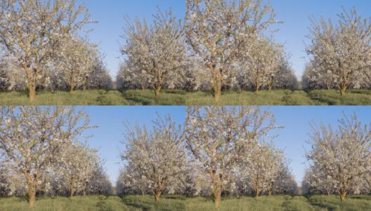 在阳光明媚的日子里，花园中盛开的苹果树令人着迷。高清在线视频素材下载