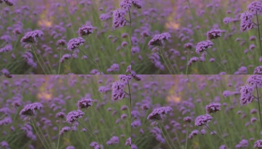 美丽的紫色花朵背景高清在线视频素材下载