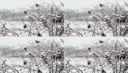 美丽的红玫瑰臀部在冬天霜冻高清在线视频素材下载