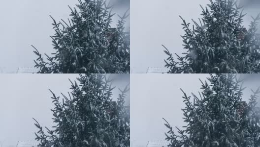 雪花落在白雪覆盖的冷杉树上高清在线视频素材下载