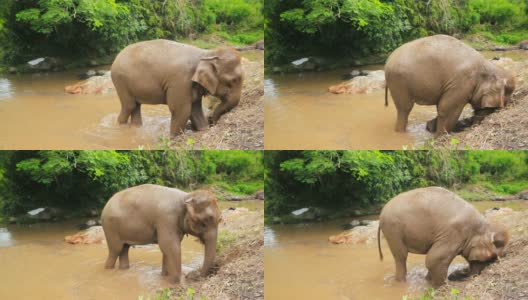 大象在玩泥巴高清在线视频素材下载