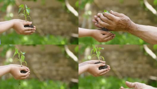 孩子给老人一块带树苗的土壤——慢动作高清在线视频素材下载