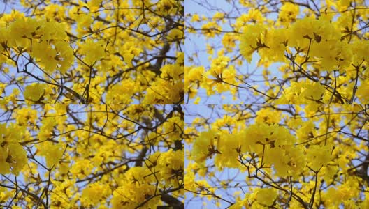 黄色的树花和晴朗的天空为背景。高清在线视频素材下载