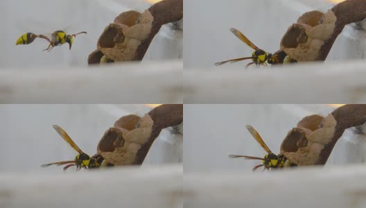 蜡蜂，拟蜂虻(膜翅目蜡蜂)高清在线视频素材下载