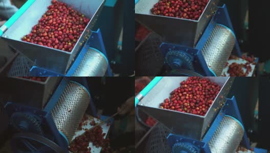 收获樱桃咖啡豆高清在线视频素材下载