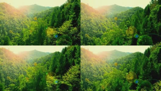 浓缩森林无人机镜头高清在线视频素材下载
