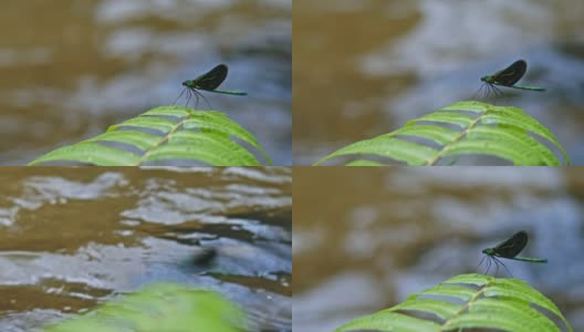 蜻蜓栖息在瀑布的树枝上，特写镜头高清在线视频素材下载