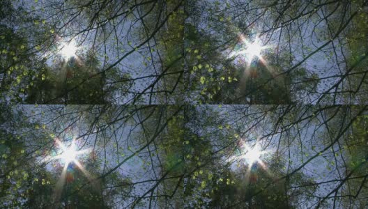 阳光透过树冠高清在线视频素材下载