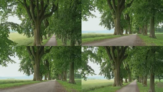 HD CRANE:公园里的绿树高清在线视频素材下载