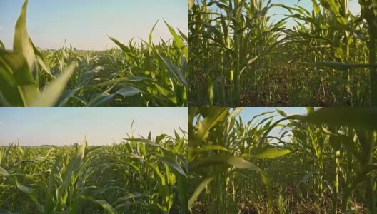 穿过玉米地的幼苗高清在线视频素材下载