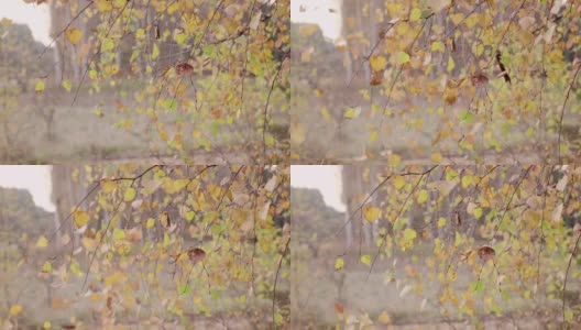 慢镜头:秋叶飘落高清在线视频素材下载