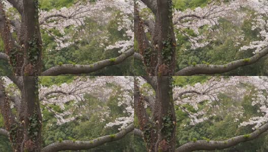 樱花:花瓣在绿色山谷中飞舞高清在线视频素材下载