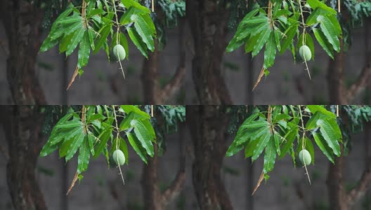 芒果上的雨滴高清在线视频素材下载