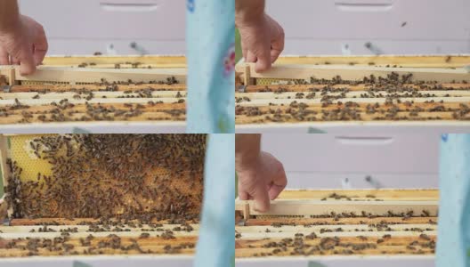 养蜂人举起一个托盘，取出一个蜂箱高清在线视频素材下载