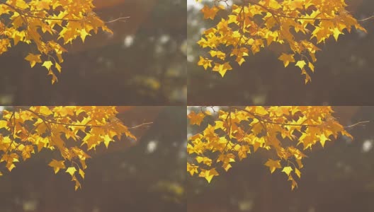 摇摄:阳光下的黄色枫树枝高清在线视频素材下载