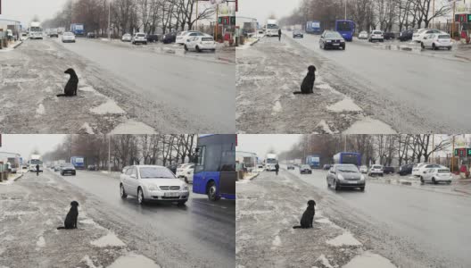 流浪狗坐在路边。路上被遗弃的狗。高清在线视频素材下载