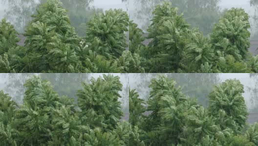 树叶下的雨和强烈的风暴风高清在线视频素材下载