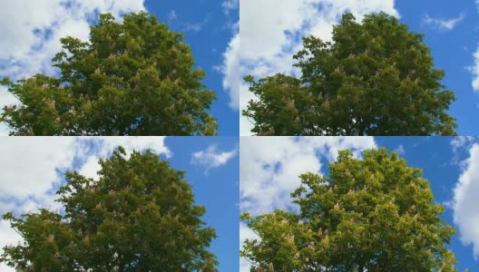 盛开的栗子树高清在线视频素材下载