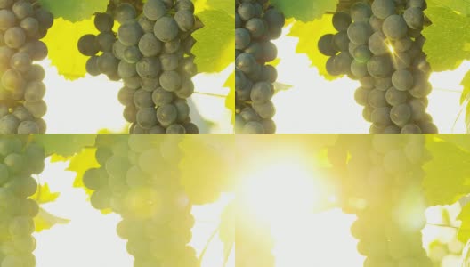 高清多莉:阳光照耀下的麝香葡萄高清在线视频素材下载