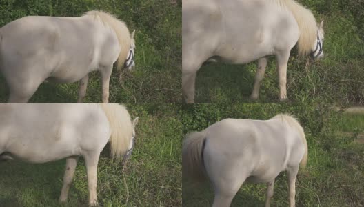马在草地上高清在线视频素材下载