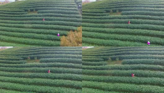 鸟瞰杭州龙井山茶园。4 k高清在线视频素材下载