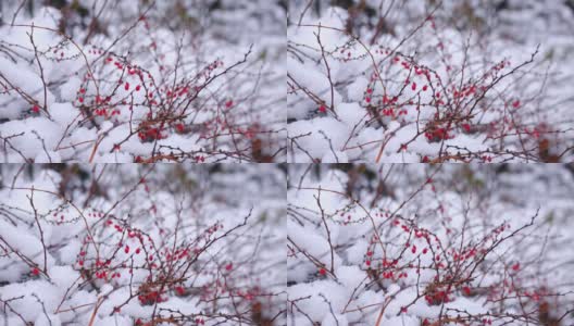 在美丽的冬日，在白雪覆盖的穗状树枝上成熟的日本桑贝里小檗的红色浆果高清在线视频素材下载