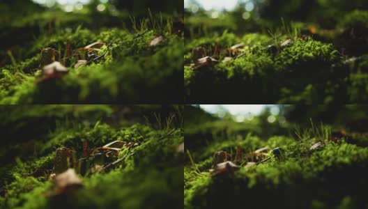 一只甲虫在森林苔藓上行走的4K电影镜头。（2）高清在线视频素材下载