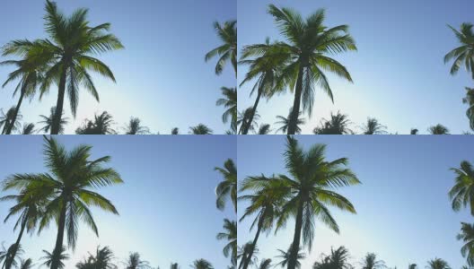 蓝天上的棕榈树高清在线视频素材下载