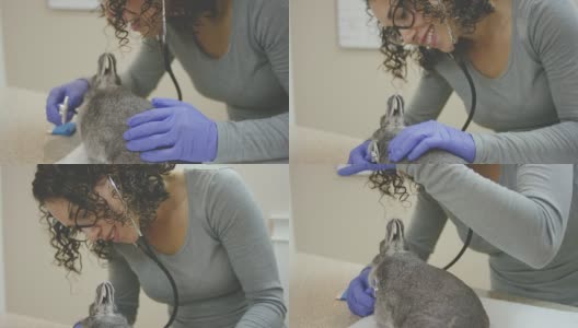 女兽医用听诊器为动物作例行检查高清在线视频素材下载
