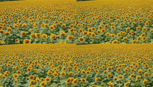 夏日里美妙的向日葵田。开花的种子花，中间为棕色，花瓣黄色。向日葵的背景。高清在线视频素材下载
