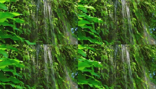 瀑布和树叶高清在线视频素材下载