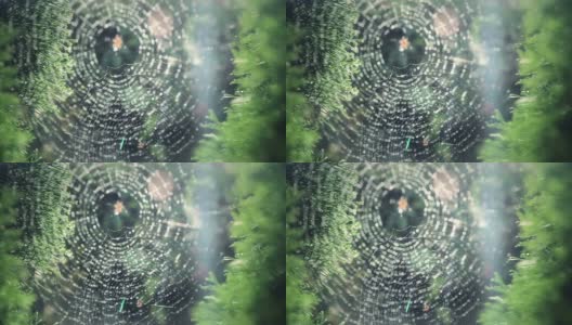 两张带透镜光斑的蜘蛛网高清在线视频素材下载