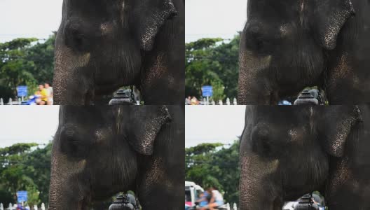 城市里的亚洲象高清在线视频素材下载