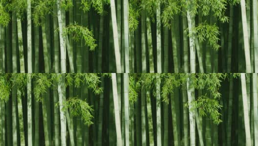 新鲜的竹子在风中摇曳高清在线视频素材下载