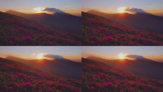 迷人的夏日日落和粉红色的杜鹃花。高清在线视频素材下载