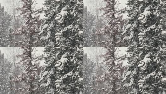 雪景下高大的冷杉树。在一个寒冷晴朗的日子里，冬天的山林里正在下雪高清在线视频素材下载